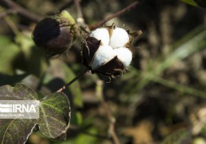 رشد ۲۰ درصدی تولید پنبه در کشور/ پنبه جزو ۸ محصول مورد حمایت وزارت جهاد کشاورزی