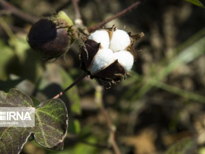 رشد ۲۰ درصدی تولید پنبه در کشور/ پنبه جزو ۸ محصول مورد حمایت وزارت جهاد کشاورزی