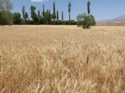 طرح جهش تولید در دیمزارهای کشور با جدیت اجرا می‌شود