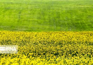 کشت دیم دانه‌های روغنی در کشور سه برابر شده است