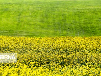 کشت دیم دانه‌های روغنی در کشور سه برابر شده است