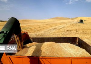 استقبال کشاورزان از اقدام دولت سیزدهم در تعیین نرخ خرید تضمینی گندم/ ۸۲ درصد پول گندمکاران پرداخت شد