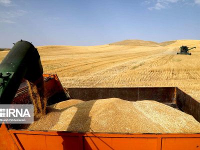 استقبال کشاورزان از اقدام دولت سیزدهم در تعیین نرخ خرید تضمینی گندم/ ۸۲ درصد پول گندمکاران پرداخت شد