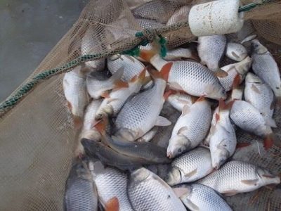 صادرات خوراک آماده آبزیان به روسیه برای نخستین بار در کشور