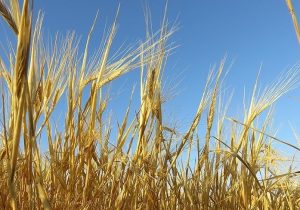 ۷ میلیون و ۱۰۰ هزار تن گندم خرید تضمینی شد