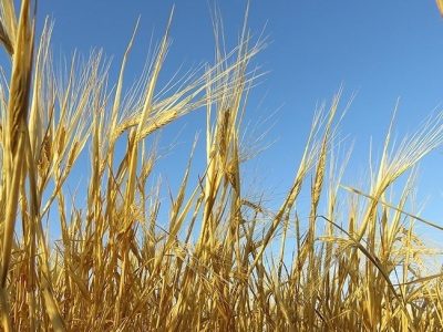 ۷ میلیون و ۱۰۰ هزار تن گندم خرید تضمینی شد