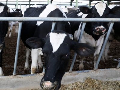 ریشه‌کنی ۵ بیماری مهم دامی