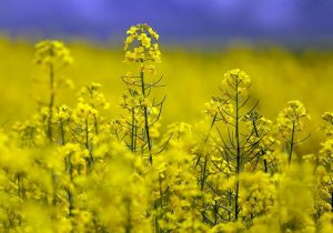 پیش‌بینی ۲ برابر شدن سطح کشت کلزا در سال زراعی جدید