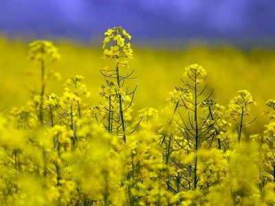 پیش‌بینی ۲ برابر شدن سطح کشت کلزا در سال زراعی جدید