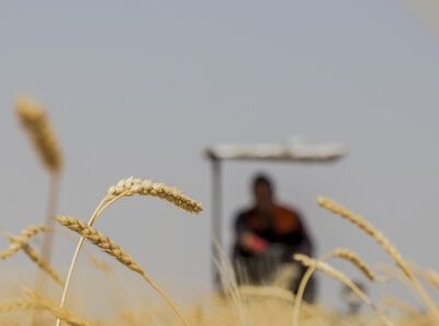 ارزش خرید تضمینی گندم به مرز ۸۳ هزار میلیارد تومان رسید