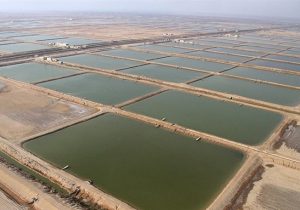 افزایش قیمت میگو، کاهش ۱۰۰۰ تنی صید را جبران کرد