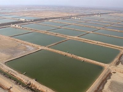 افزایش قیمت میگو، کاهش ۱۰۰۰ تنی صید را جبران کرد