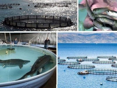 رشد ۶۷ درصد ارزآوری در حوزه صادرات آبزیان