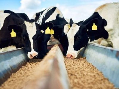 درخواست برای افزایش قیمت شیر و گوشت