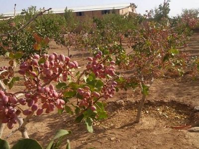 ۸۷ درصد آفتکش‌های مصرفی در باغات پسته کم‌خطرند