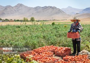 صادرات گوجه فرنگی و پیاز مشمول عوارض شد 