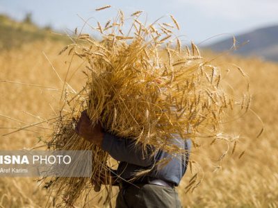 قیمت خرید تضمینی گندم احتمالا تا پایان امروز اعلام می‌شود