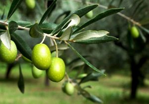 مهار مگس زیتون در باغات کشور با به‌کارگیری دستورالعمل‌های نوین