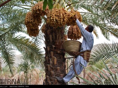 برداشت خرما در آبادان آغاز شد
