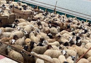 وزارت جهاد کشاورزی شیوه نامه صادرات دام زنده را ابلاغ کرد.