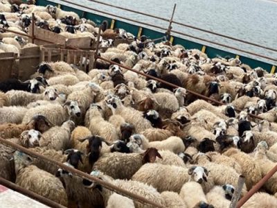 وزارت جهاد کشاورزی شیوه نامه صادرات دام زنده را ابلاغ کرد.