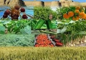 تامین سرمایه در گردش شرکت های تعاونی بخش کشاورزی از طریق مشارکت