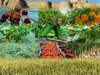 تامین سرمایه در گردش شرکت های تعاونی بخش کشاورزی از طریق مشارکت