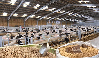 طرح تهاتر گوشت قرمز با نهادهها از ده روز دیگر اجرایی میشود