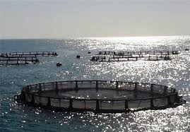 بهره‌برداری از ۷۵ طرح شیلاتی در هفته دولت افزایش ۵۰ درصدی تولید بچه میگو در سال جاری