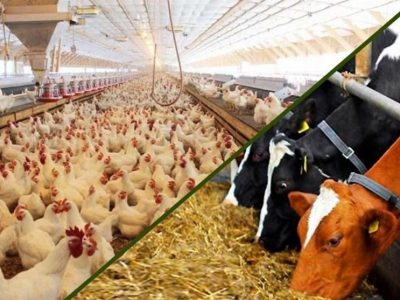 آخرین قیمت مصوب نهاده‌های دامی اعلام شد