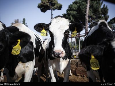 ۳.۳ میلیون دام مازاد ایران در راه صادرات به کشورهای همسایه