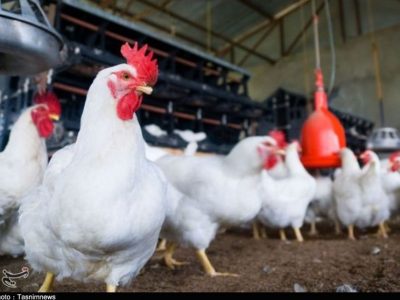 مرغ‌های ۴۲ روزه وارد بازار شود + سند