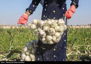 محصولات کشاورزی آب‌بر خارج از الگوی کشت مشمول عوارض سنگین می‌شود