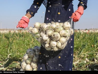 محصولات کشاورزی آب‌بر خارج از الگوی کشت مشمول عوارض سنگین می‌شود