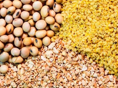 مطالبه مرغداران بابت ساماندهی وضعیت تأمین نهاده