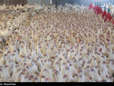 قیمت مصوب مرغ ۶۳ هزار تومان شد