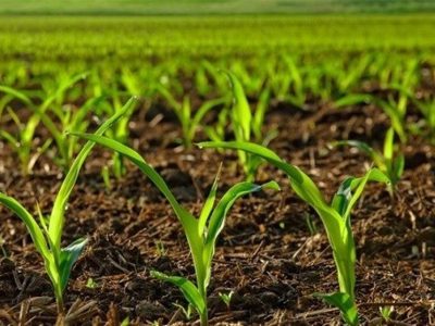 اختصاص ردیف ویژه برای الگوی کشت در قانون بودجه شدنی است