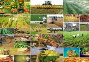 کشت قراردادی از ابزارهای لازم برای رسیدن به تولید اقتصادی است