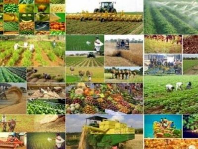 کشت قراردادی از ابزارهای لازم برای رسیدن به تولید اقتصادی است