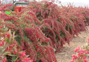 تولید محصولات غذایی بر پایه زرشک برنامهریزی شده است