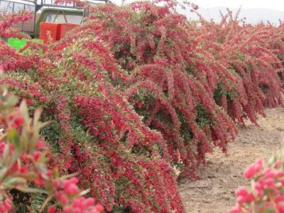 تولید محصولات غذایی بر پایه زرشک برنامهریزی شده است