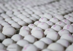 نرخ ۱۰۵ هزارتومانی هر شانه تخم مرغ منطقی است