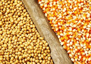 رشد ۴ درصدی بخش کشاورزی دانش بنیان