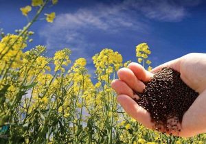 افزایش تولید گندم به ۵.۲ میلیون تن