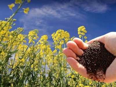 افزایش تولید گندم به ۵.۲ میلیون تن