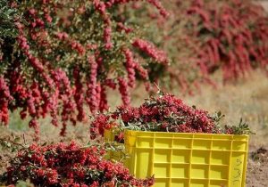 محصول فرآوری شده از زرشک به سرمایه‌گذار نیاز دارد