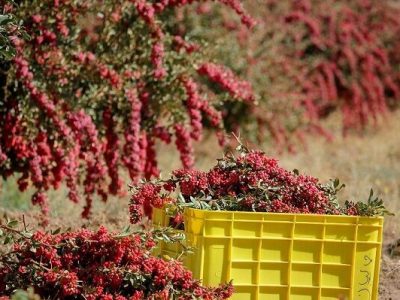 محصول فرآوری شده از زرشک به سرمایه‌گذار نیاز دارد