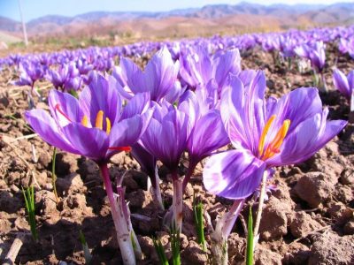 سطح زیرکشت زعفران در قطب پسته ایران ۹ برابر شد