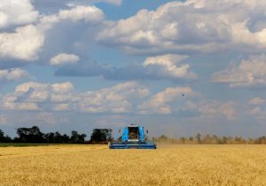 ایران چهاردهمین تولیدکننده بزرگ گندم دنیا شد