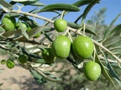 برآورد افزایش ۲ برابری تولید زیتون/ برداشت ارقام روغنی از ۱۰ روز آینده